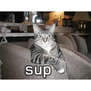 Funny Cats telegram stickers