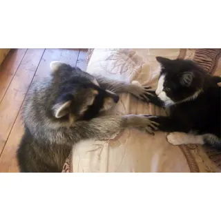 🖐 e88d9c9b rakun, kucing, hewan, persahabatan, imut telegram sticker