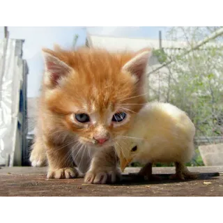 🙂 f2573831 kucing, anak kucing, anak ayam, hewan, lucu telegram sticker