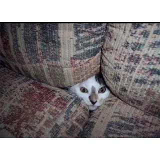 🙈 f84051c8 kucing, sembunyi, sofa, lucu, hewan telegram sticker