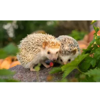 🤗 3130b7cd erizo, animal, lindo, fauna, naturaleza, mamífero telegram sticker