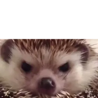 Ёжики telegram stickers