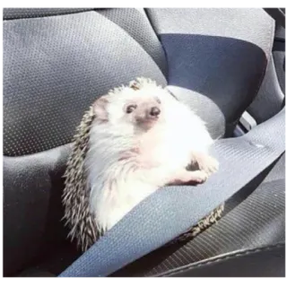 🙂 3d7e830f erizo, animal, cinturón de seguridad, mono, mascota, seguridad telegram sticker