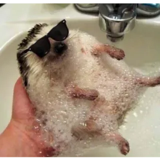 😎 5c422aff erizo, gafas de sol, baño, burbujas, animal, lindo, mascota telegram sticker