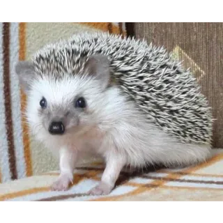 😐 8a9de0b2 erizo, animal, lindo, mamífero, mascota telegram sticker