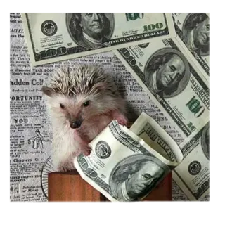 🤑 9732e684 erizo, dinero, billete cien dólares, lindo, animal, moneda telegram sticker