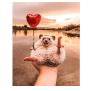 💗 c2dd253d erizo, dedo corazón, globo corazón, gesto ofensivo, animal telegram sticker