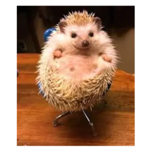 🙃 e6b080dd erizo, animal, lindo, silla telegram sticker