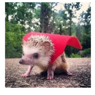 🦸‍♂️ f4ab03fa erizo, animal, lindo, capa, rojo, bosque telegram sticker