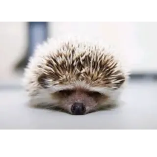 😞 f61edafc erizo, animal, lindo, mamífero, fauna, pequeño telegram sticker