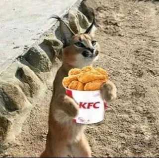 🍗 0b26cfe5 KFC caracal, mèo, kfc, đồ ăn, xô, gà rán telegram sticker