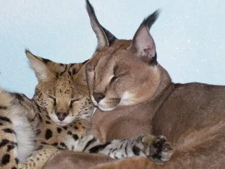😴 14a63e6d caracal, serval, mèo, động vật, động vật hoang dã, họ mèo, ôm, ngủ telegram sticker