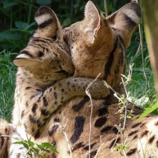 🫂 16d9d7c9 lin miêu serval, mèo, động vật, động vật hoang dã, thiên nhiên, họ mèo telegram sticker