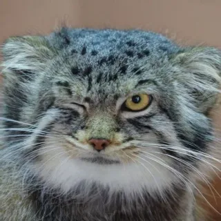 🥴 2337f3ee mèo, mèo manul, động vật, mèo hoang, họ mèo, động vật hoang dã, mèo Pallas telegram sticker