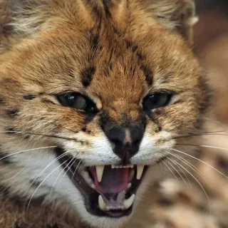 😡 479d036b mèo serval, mèo, mèo hoang, tức giận, hoang dã, động vật telegram sticker