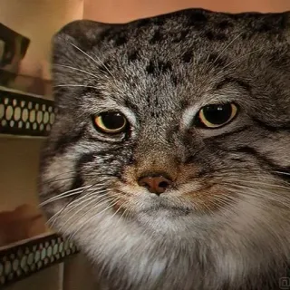 😢 5846c426 mèo, động vật, động vật có vú, mèo rừng, họ mèo, thú cưng, mèo nhà, dễ thương telegram sticker