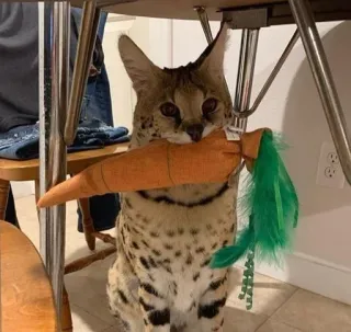 🥕 66ceb2cf mèo serval, mèo, cà rốt, thú cưng, động vật, vật nuôi telegram sticker