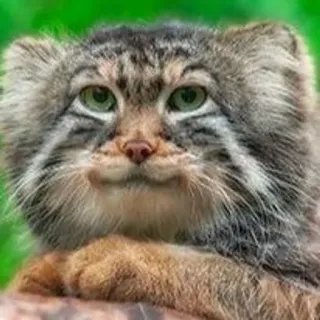 🙂 7a34e46c mèo, động vật, động vật có vú, họ mèo, mèo Pallas, mèo hoang, thiên nhiên, động vật hoang dã telegram sticker