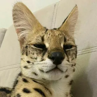 😑 814d70a8 lin miêu serval, mèo, động vật, động vật có vú, động vật hoang dã, họ mèo telegram sticker