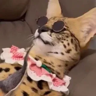 😎 87b7929f mèo serval, mèo, kính râm, động vật, thú cưng, dễ thương, thư giãn, thời trang telegram sticker