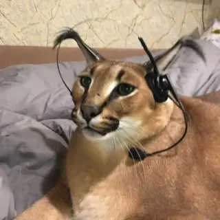 🎮 8ad134fc mèo, Floppa, caracal, tai nghe, động vật, meme telegram sticker