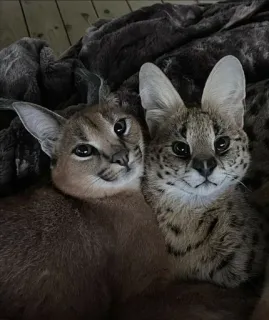 🙂 8fc6298d caracal, serval, mèo, động vật, họ mèo, mèo hoang telegram sticker