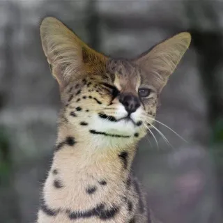 😉 989667ed mèo serval, mèo, động vật, động vật hoang dã, thú cưng ngoại lai, họ mèo telegram sticker