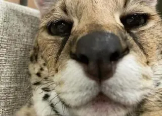 Сервал+Шлёпа :: @fStikBot telegram stickers