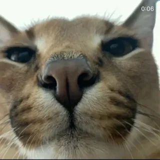 Сервал+Шлёпа :: @fStikBot whatsapp stickers