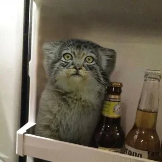 👀 af4f7e7d mèo, tủ lạnh, động vật, đồ uống, dễ thương, mèo nhà telegram sticker