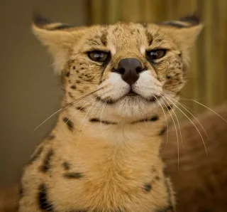 🤨 c25e40c5 mèo serval, mèo, động vật, động vật hoang dã, mèo lớn telegram sticker