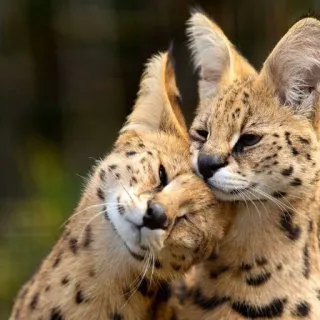 🥰 c4de1202 mèo serval, mèo, động vật, động vật hoang dã, âu yếm, dễ thương telegram sticker