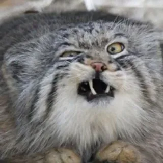 😡 c5072d87 mèo manul, mèo Pallas, mặt mèo, mèo hài hước, mèo giận dữ, meme, động vật telegram sticker