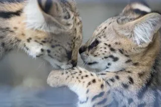 😘 c8457619 mèo serval, mèo, mèo con, động vật, động vật hoang dã, dễ thương telegram sticker