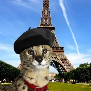 🇫🇷 cd64c715 mèo, Paris, Tháp Eiffel, mũ nồi, động vật, Pháp telegram sticker