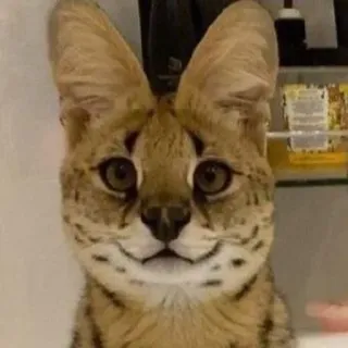 🙂 d8095a65 mèo serval, mèo, động vật, tai, họ mèo, dễ thương, thú cưng, mèo hoang telegram sticker