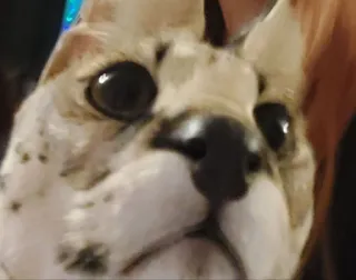 ❓ e28f592b chó, động vật, thú cưng, chân dung, cận cảnh telegram sticker