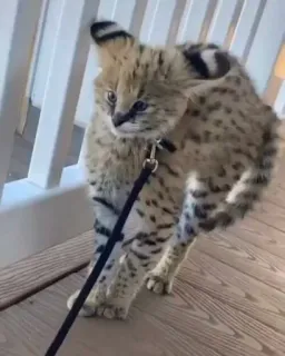 🎀 f34ea127 mèo serval, mèo, dây xích, thú cưng, động vật, động vật hoang dã, thuần hóa, kỳ lạ telegram sticker