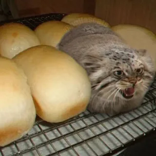🍞 f95545b5 mèo, bánh mì, ổ bánh, hài hước, động vật, thú cưng, dễ thương, nướng bánh telegram sticker