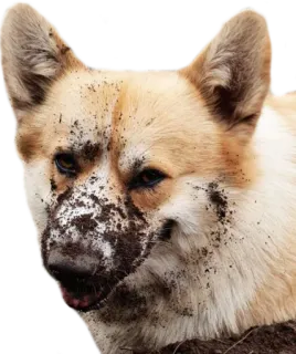 😐 0233241c cachorro, sujo, lama, corgi, animal de estimação whatsapp sticker