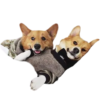 💑 1a4d19d4 corgi, cães, animais, animais de estimação whatsapp sticker