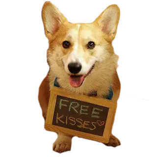 💋 3601c72b Free Kisses cachorro, corgi, beijos, animal, fofo, quadro negro whatsapp sticker