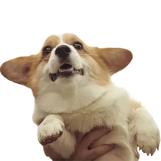 😧 3c254384 corgi, cachorro, animal de estimação, fofo, animal whatsapp sticker