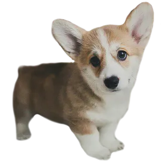 🙄 49dd3a77 corgi, cão, cachorro, fofo, animal whatsapp sticker