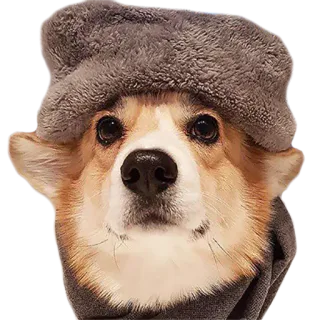 ❄️ 6230b803 cachorro, corgi, chapéu, cachecol, fofo, animal de estimação, animal whatsapp sticker