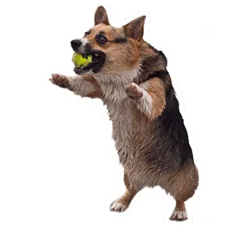 🎾 64c66719 cão, corgi, bola de tênis, brincando, animal de estimação, animal whatsapp sticker