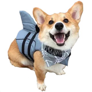 🐋 73e04153 cão, corgi, tubarão, animal, animal de estimação, engraçado, fofo whatsapp sticker