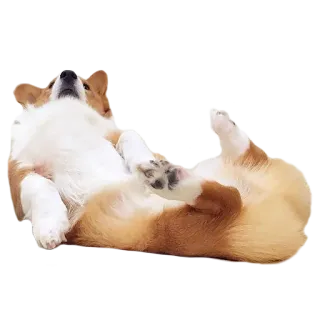 😴 7fc322a8 cachorro, corgi, fofo, animal de estimação, animal, filhote whatsapp sticker
