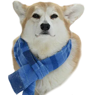 💨 9f57032b corgi, cachorro, cachecol, inverno, animal de estimação whatsapp sticker