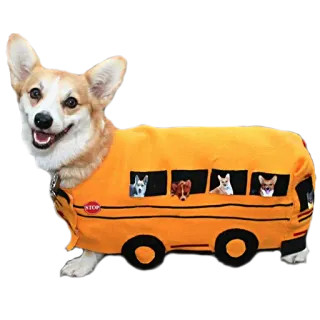 🚌 e622fdb9 cachorro, corgi, ônibus, ônibus escolar, animal, animal de estimação whatsapp sticker